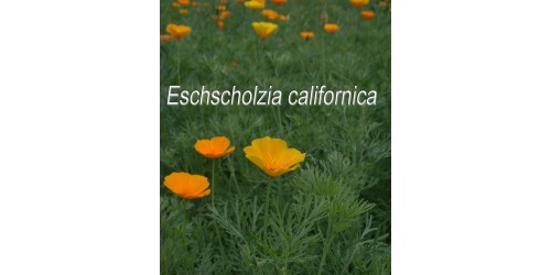 TISANE BIO PAVOT DE CALIFORNIE, (Eschscholzia californica)